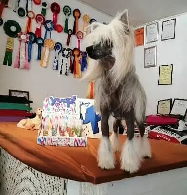 Bild aus The Bushwalker  in Niedersachsen, wo unsere Chinese Crested Dog-Hunde in einer liebevollen Umgebung aufwachsen.