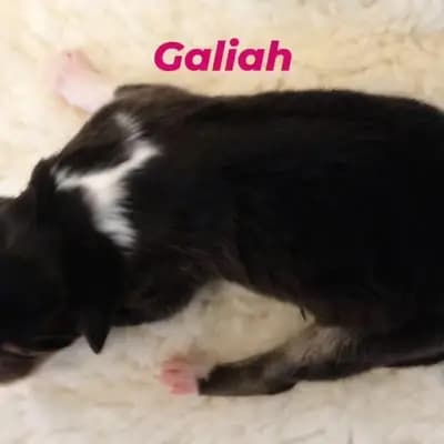 Galiah von der Brettachwiese - Collie (Langhaar) Welpe in Baden-Württemberg