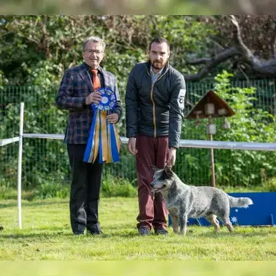 Bavarian Heelers cover