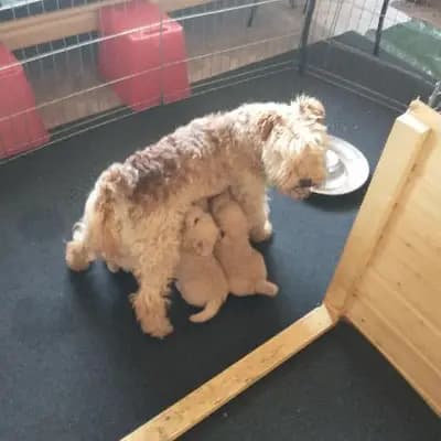 Foto des C-Wurf von Lakeland Terrier in Lakeland Terrier vom Amur, aufgenommen in Sachsen-Anhalt.