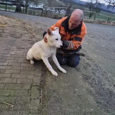 Weisse Schäferhunde vom Meibels Knapp