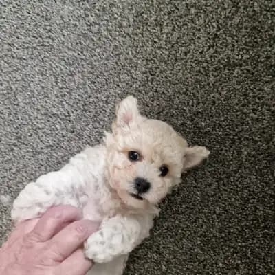 Galerie-Bild von Bichon Frisé vom Teilungssee  in Brandenburg, mit Eindrücken unserer Bichon A poil frise-Zucht.
