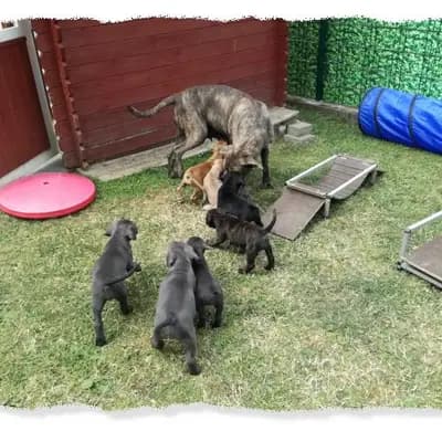 Bild aus Romaner Antikdoggenzucht "vom römischen Reich" in Nordrhein-Westfalen, wo unsere Cane Corso Italiano-Hunde in einer liebevollen Umgebung aufwachsen.