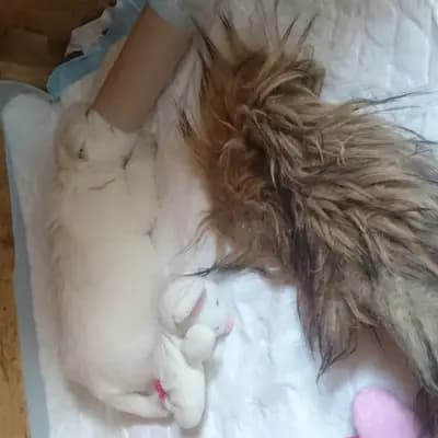 Bild aus Westie vom Elmbach in Sachsen, wo unsere West Highland White Terrier-Hunde in einer liebevollen Umgebung aufwachsen.