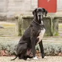 Deutsche Dogge