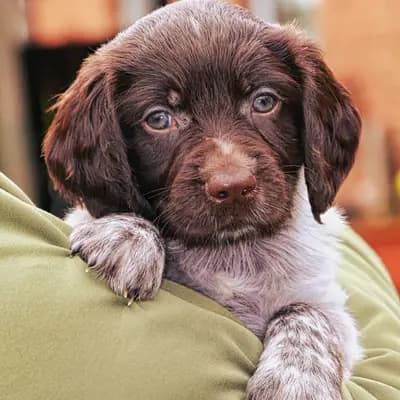 Aiko – Kleiner Münsterländer Welpe, Niedersachsen, تمت تربيته بواسطة Vom Immengrund 