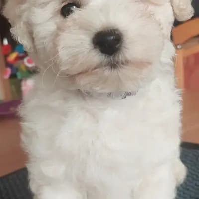 Galerie-Bild von Bichon Frise Zucht  "Dream Teddy's" in Brandenburg, mit Eindrücken unserer Bichon A poil frise-Zucht.