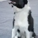 Laika (Russisch-europäisch)