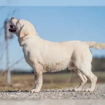 Labrador Retriever Rocheby 4 Jahre alt - Labrador Retriever Welpe in Bayern