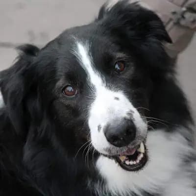 Cook – Border Collie, Hamburg, Im Tierheim Tierheim des Hamburger Tierschutzverein von 1841