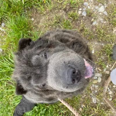 Foto von Teddy, einem Shar Pei-Elternhund in Baden-Württemberg.