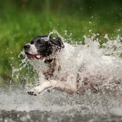 Galerie-Bild von Zwinger von den Dachsfichten in Brandenburg, mit Eindrücken unserer English Pointer-Zucht.