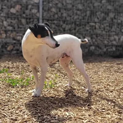 Foto von Suki, einem geretteten Rat Terrier in Bayern.
