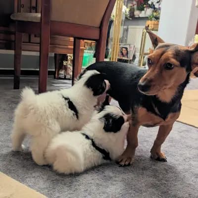 Galerie-Bild von Papillons von der Flussaue  in Niedersachsen, mit Eindrücken unserer Kontinentaler Zwergspaniel (Papillon)-Zucht.
