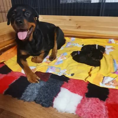 Bild aus Rottweiler von der Strahlenburg  in Baden-Württemberg, wo unsere Rottweiler-Hunde in einer liebevollen Umgebung aufwachsen.