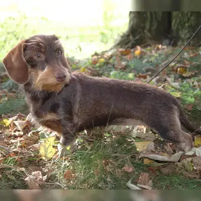 von der Tafelrunde cover