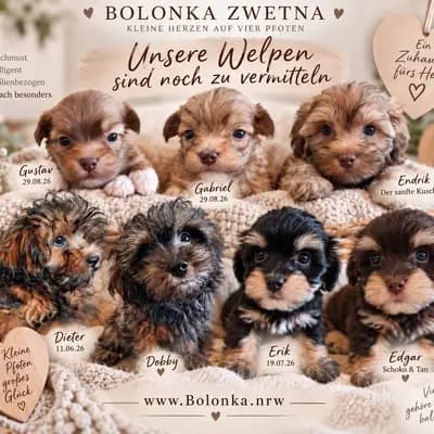 Edgar – Bolonka Zwetna (Nationale Rasse) Welpe, Nordrhein-Westfalen, Raised by Bolonka Zwetna Züchter in NRW