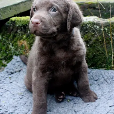 Foto von Rüde "weiß", einem Chesapeake Bay Retriever-Welpe in Hessen.
