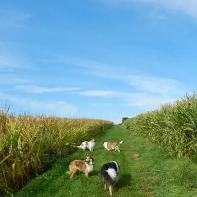 Colliewelpen - Collie (Langhaar) Welpe in Bayern