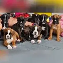 vom Schwicheldter Hof cover