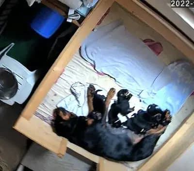 Bild aus Vom Haus Feiler  in North Rhine-Westphalia, wo unsere Rottweiler-Hunde in einer liebevollen Umgebung aufwachsen.