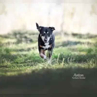 Anton
