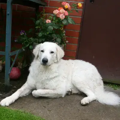 Wigdalir Kuvasz Zucht nur mit Ungarischen Linien cover