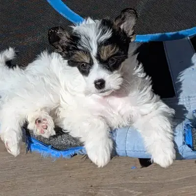 Fuyuko - Chinese Crested Dog Welpe in Brandenburg