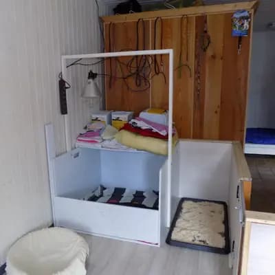 Bild aus Hundezucht vom Bagno in Nordrhein-Westfalen, wo unsere Prager Rattler-Hunde in einer liebevollen Umgebung aufwachsen.