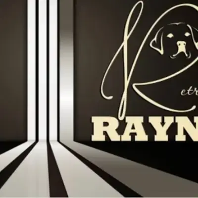 Golden Retriever - Golden Retriever Welpe in Bayern