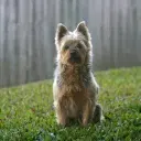 Australian Terrier