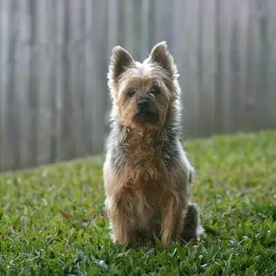 Australian Terrier breed