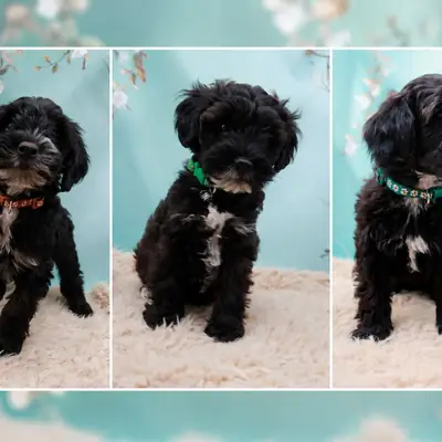 Welpe – Tibet Terrier Welpe, Nordrhein-Westfalen, Raised by Stouky´s Tibet Terrier