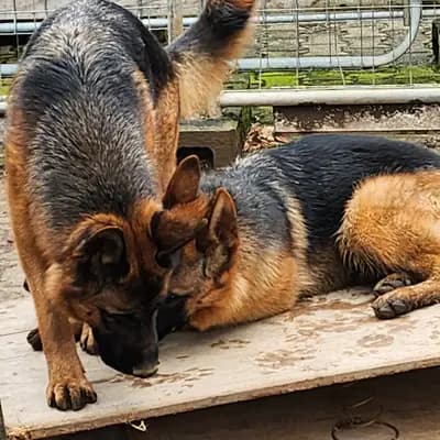 Bild aus Von der guten Freundschaft in Bern, wo unsere Deutscher Schäferhund-Hunde in einer liebevollen Umgebung aufwachsen.