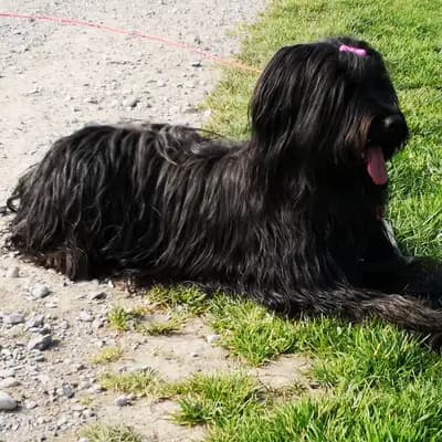 Galerie-Bild von De la Valleé d´Amour in Baden-Württemberg, mit Eindrücken unserer Berger de Brie (Briard)-Zucht.