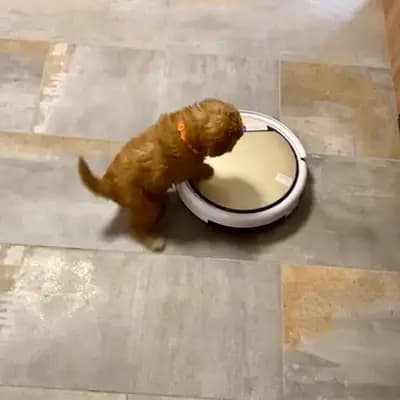 Bild aus Pippi Langstrumf‘s in Bayern, wo unsere Pudel (Toy)-Hunde in einer liebevollen Umgebung aufwachsen.