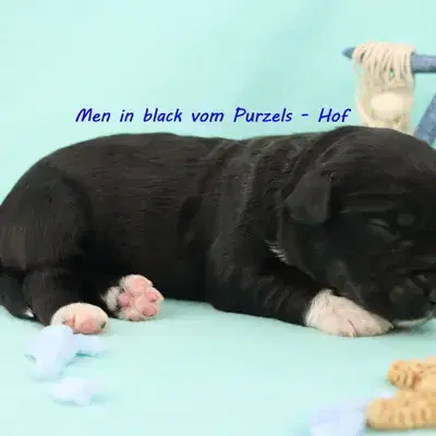 Men in black - Australian Shepherd Welpe in Rheinland-Pfalz