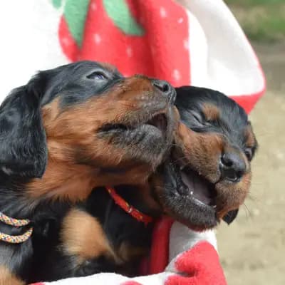 Galerie-Bild von Black Devil´s in Bayern, mit Eindrücken unserer Gordon Setter-Zucht.