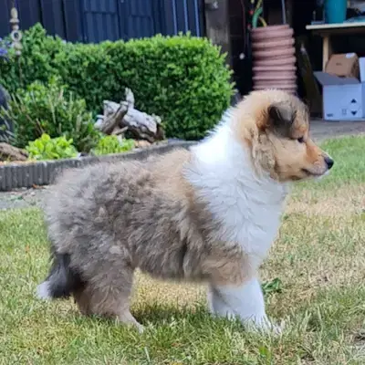 Hündin - Collie (Kurzhaar) Welpe in Niedersachsen