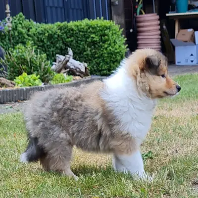 Hündin – Collie (Kurzhaar) Welpe, Niedersachsen, Criado por Magic Highland Collies