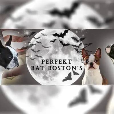 Perfekt Bat Boston's cover