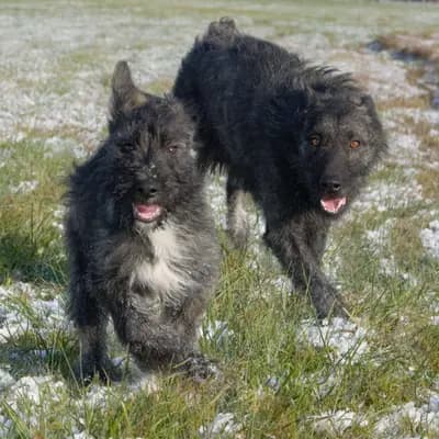 Galerie-Bild von Bouvier des Ardennes Zuchtstätte Hasenhirsch in Bayern, mit Eindrücken unserer Bouvier des Ardennes-Zucht.