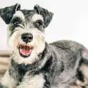 Zwergschnauzer