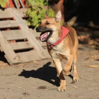 Coby