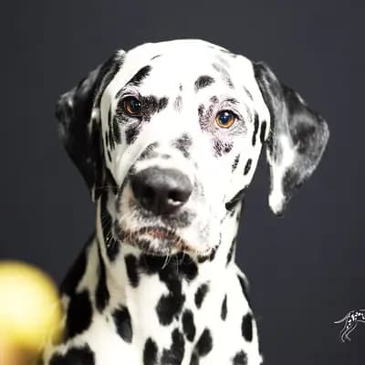 COF Spots Dalmatiner