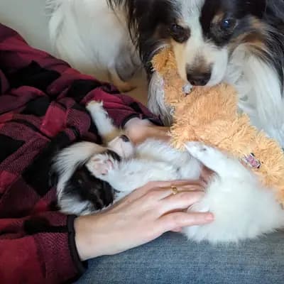 Galerie-Bild von Papillons von der Flussaue  in Niedersachsen, mit Eindrücken unserer Kontinentaler Zwergspaniel (Papillon)-Zucht.