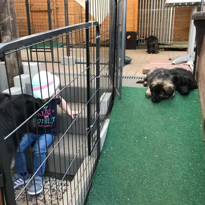 Bild aus Zuchtstätte Dt. Schäferhunde "of Wolfcubs" in Saarland, wo unsere Deutscher Schäferhund-Hunde in einer liebevollen Umgebung aufwachsen.
