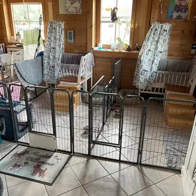Bild aus Ehrenbürg-Zwerge (American Schnauzer) in Bayern, wo unsere Zwergschnauzer-Hunde in einer liebevollen Umgebung aufwachsen.