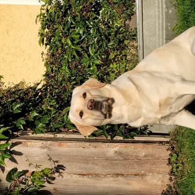 Hildie  image