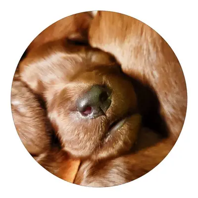 Galerie-Bild von Irish red Setter "fighting irish´s" in Nordrhein-Westfalen, mit Eindrücken unserer Irish Red Setter-Zucht.